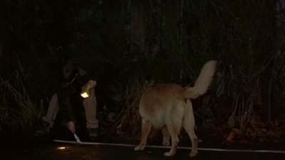 1997_-_Air_Bud_mp41995.jpg