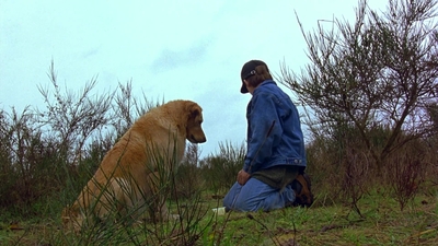1997_-_Air_Bud_mp44329.jpg