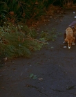 Filename=1997_-_Air_Bud_mp41240.jpg
Filesize=1135KiB
Dimensions=1920x1080
Date added=Dec 29, 2023 1997_-_Air_Bud_mp41240.jpg