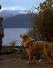 1997_-_Air_Bud_mp41266.jpg