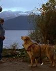 1997_-_Air_Bud_mp41267.jpg