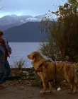 1997_-_Air_Bud_mp41268.jpg