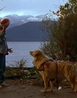 1997_-_Air_Bud_mp41270.jpg