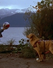 1997_-_Air_Bud_mp41276.jpg