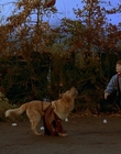 1997_-_Air_Bud_mp41325.jpg