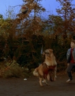 1997_-_Air_Bud_mp41326.jpg