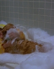 1997_-_Air_Bud_mp41472.jpg