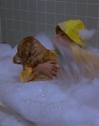 1997_-_Air_Bud_mp41475.jpg