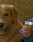 1997_-_Air_Bud_mp41713.jpg