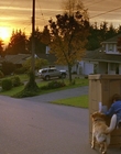 1997_-_Air_Bud_mp41734.jpg