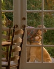 Filename=1997_-_Air_Bud_mp41917.jpg
Filesize=715KiB
Dimensions=1920x1080
Date added=Dec 29, 2023 1997_-_Air_Bud_mp41917.jpg