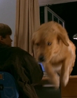 1997_-_Air_Bud_mp42080.jpg