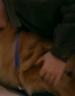 Filename=1997_-_Air_Bud_mp42090.jpg
Filesize=516KiB
Dimensions=1920x1080
Date added=Dec 29, 2023 1997_-_Air_Bud_mp42090.jpg