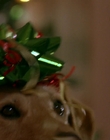 Filename=1997_-_Air_Bud_mp42563.jpg
Filesize=626KiB
Dimensions=1920x1080
Date added=Dec 29, 2023 1997_-_Air_Bud_mp42563.jpg