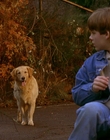 1997_-_Air_Bud_mp42664.jpg
