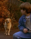 1997_-_Air_Bud_mp42665.jpg