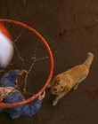 Filename=1997_-_Air_Bud_mp42692.jpg
Filesize=1069KiB
Dimensions=1920x1080
Date added=Dec 29, 2023 1997_-_Air_Bud_mp42692.jpg
