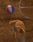 Filename=1997_-_Air_Bud_mp42703.jpg
Filesize=944KiB
Dimensions=1920x1080
Date added=Dec 29, 2023 1997_-_Air_Bud_mp42703.jpg