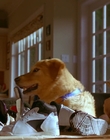 Filename=1997_-_Air_Bud_mp43201.jpg
Filesize=877KiB
Dimensions=1920x1080
Date added=Dec 29, 2023 1997_-_Air_Bud_mp43201.jpg