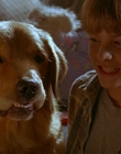 1997_-_Air_Bud_mp43214.jpg