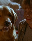 1997_-_Air_Bud_mp43215.jpg