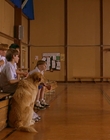 Filename=1997_-_Air_Bud_mp43262.jpg
Filesize=895KiB
Dimensions=1920x1080
Date added=Dec 29, 2023 1997_-_Air_Bud_mp43262.jpg