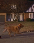 1997_-_Air_Bud_mp43664.jpg