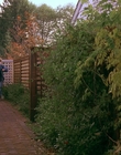 1997_-_Air_Bud_mp43799.jpg