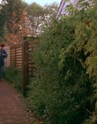 1997_-_Air_Bud_mp43800.jpg