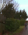 1997_-_Air_Bud_mp43959.jpg