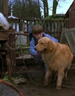 1997_-_Air_Bud_mp44021.jpg