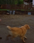 1997_-_Air_Bud_mp44061.jpg