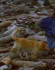 1997_-_Air_Bud_mp44231.jpg