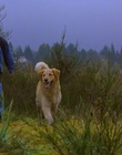 1997_-_Air_Bud_mp44244.jpg