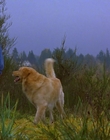 1997_-_Air_Bud_mp44245.jpg