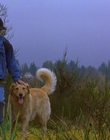 1997_-_Air_Bud_mp44246.jpg