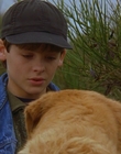 1997_-_Air_Bud_mp44283.jpg