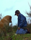 1997_-_Air_Bud_mp44328.jpg