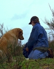 1997_-_Air_Bud_mp44332.jpg