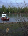 1997_-_Air_Bud_mp44432.jpg
