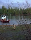 1997_-_Air_Bud_mp44433.jpg