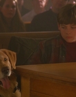 1997_-_Air_Bud_mp45251.jpg