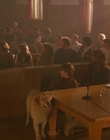 1997_-_Air_Bud_mp45277.jpg