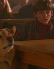 1997_-_Air_Bud_mp45359.jpg