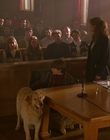 1997_-_Air_Bud_mp45437.jpg