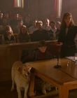 1997_-_Air_Bud_mp45441.jpg