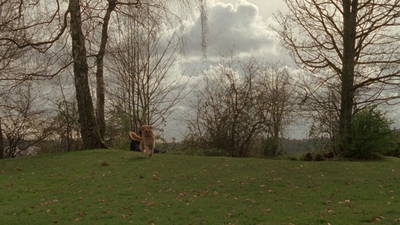 1998_-_Air_Bud_Golden_Receiver_mp41628.jpg
