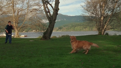 1998_-_Air_Bud_Golden_Receiver_mp41656.jpg