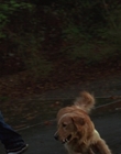 Filename=1998_-_Air_Bud_Golden_Receiver_mp40041.jpg
Filesize=637KiB
Dimensions=1920x1080
Date added=Dec 29, 2023 1998_-_Air_Bud_Golden_Receiver_mp40041.jpg