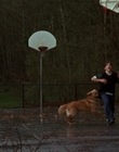 Filename=1998_-_Air_Bud_Golden_Receiver_mp40044.jpg
Filesize=917KiB
Dimensions=1920x1080
Date added=Dec 29, 2023 1998_-_Air_Bud_Golden_Receiver_mp40044.jpg